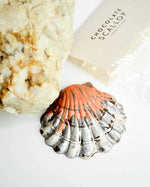 Chocolate Scallop